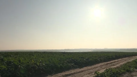 Leaves of winter rape. Field of winter rape. Video stock 119923881