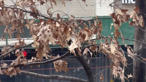 Leaves in the winter wind Vídeos de archivo 301160467