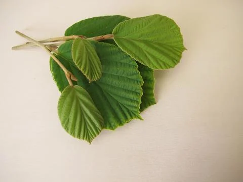 Leaves from the witch hazel Stock Photos