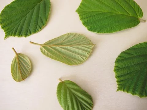 Leaves from the witch hazel Stock Photos