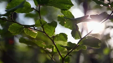 Leaves in the Woods Stock Footage 12136543