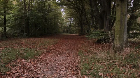 Leaves in the woods Stock Footage 47040790