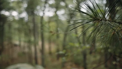 Leaves in Woods Rack Focus Stock Footage 74909266