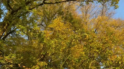 Leaves Yellow Tree Blue Sky Close Fall Autumn Stock Footage 164665005