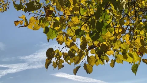 Leaves Yellow Tree Blue Sky Fall Autumn Stock Footage 164665008