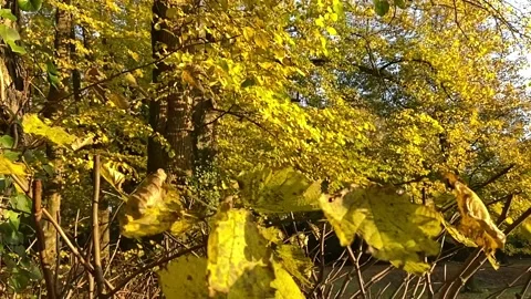 Leaves Yellow Tree Green Field Slowmotion close-up Fall Autumn Stock Footage 164665009