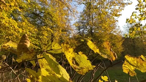 Leaves Yellow Tree Green Field Slowmotion Close-up Fall Autumn Stock Footage 164665012