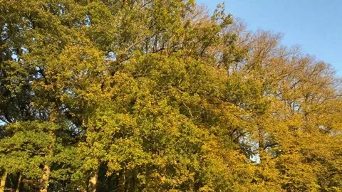 Leaves Yellow Tree Top Blue Sky Fall Autumn Stock Footage 164665011
