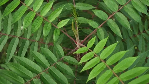 Leaves of a young black walnut Stock Footage 160341025