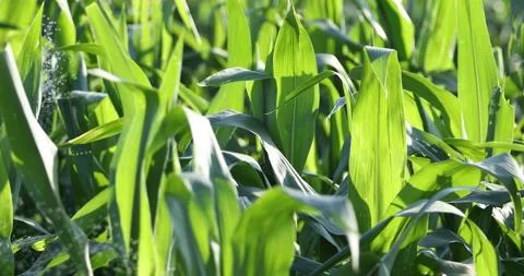 Leaves of young corn ,close-up corn field in sunset,Green corn field Stock Footage 138998368