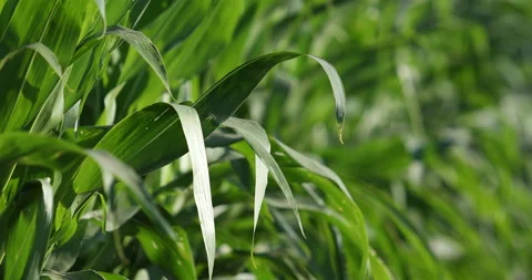 Leaves of young corn ,close-up corn field in sunset, Stock Footage 138998867