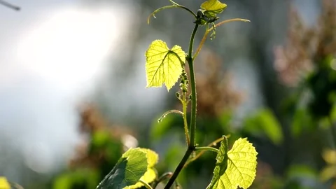 Leaves of young grapes Stock Footage 131944113