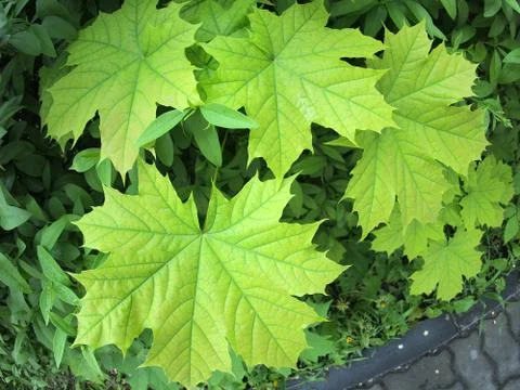 Leaves of a young maple tree on the background of a bush Stock Photos