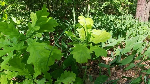 Leaves of young oak, seedlings, spring, forest, flora of Ukraine. Video stock 310505558