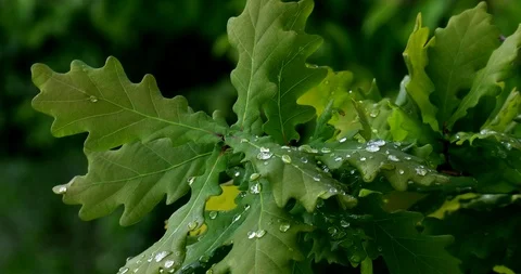 The leaves of a young oak tree with dew drops shot macro. Stock Footage 107886522