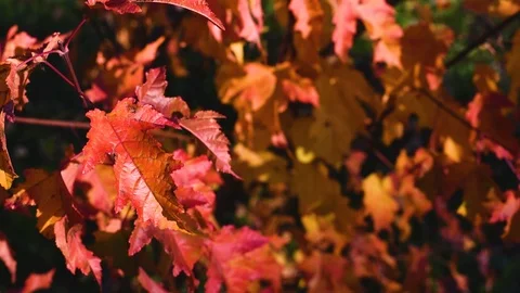 The leaves of a young tree swaying in the wind in the open air Stock Footage 95734603