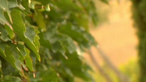 Leaves01 Stock Footage 266948