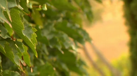 Leaves02 Stock Footage 266957