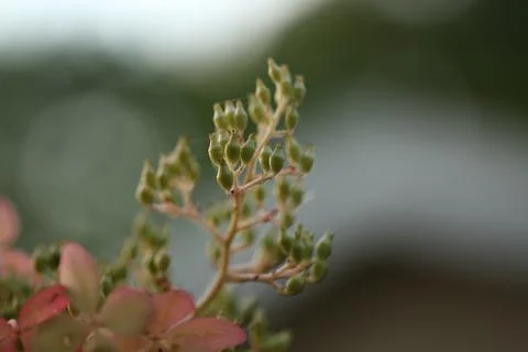 Leaves1 Stock Photos