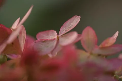 Leaves2 Stock Photos
