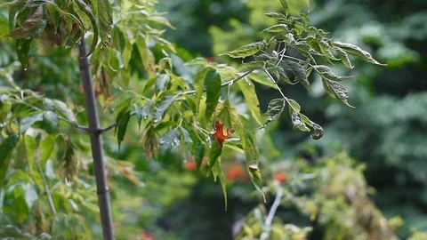 Leaves3 Stock Footage 78150136