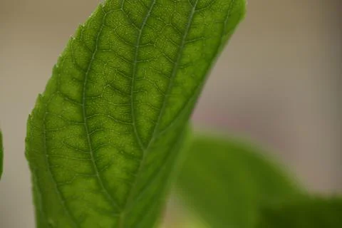 Leaves3 Stock Photos