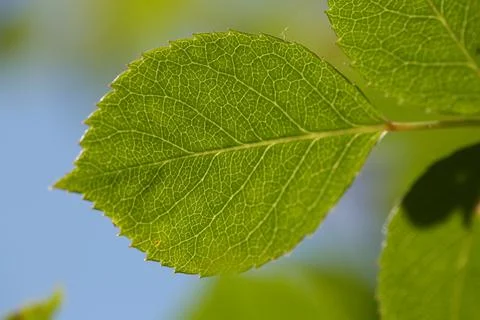 Leaves4 Stock Photos