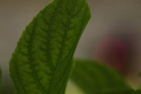 Leaves5 Stock Photos