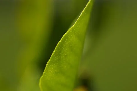 Leaves6 Stock Photos