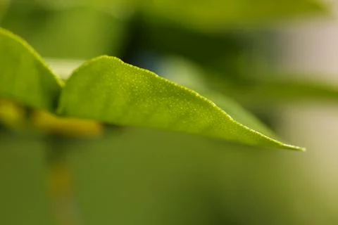 Leaves7 Stock Photos
