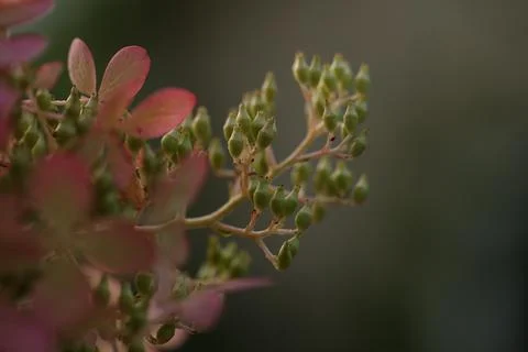 Leaves8 스톡 사진