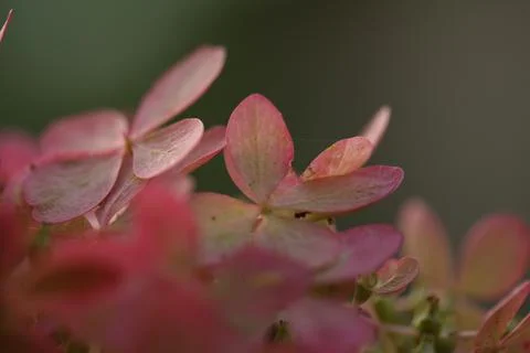Leaves9 Foto stock