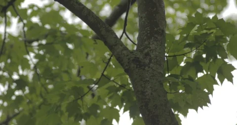 LeavesBlowingInTheWind Stock Footage 88838630