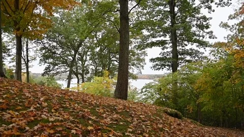 LeavesHD01 Video stock 168329393