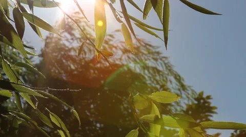 Leavesm and Branches III Stock Footage 40712411