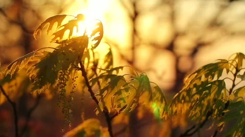 LeavesSunset Stock Footage
