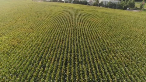Leaving the cornfield on the average Stock Footage 81942291