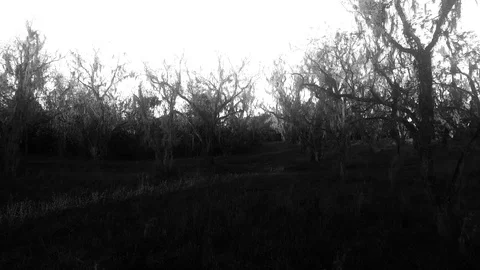 Leaving Creepy Forest Stock-Footage 90236312