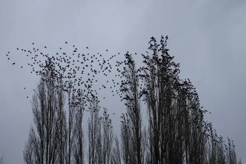 Leaving to dance Stock Photos