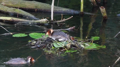 Leaving the nest Stock Footage 98053215