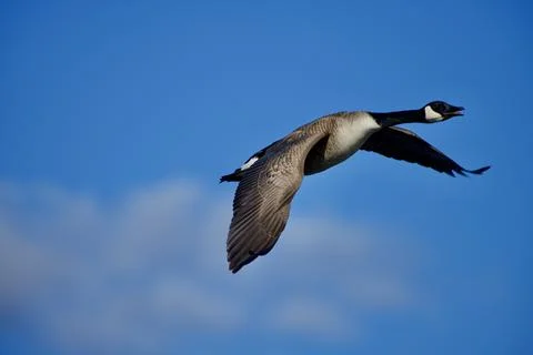 Leaving 库存照片