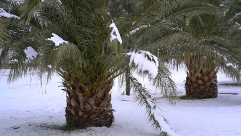 Leavs of palm trees covered with snow Stock Footage 71538080