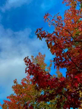 Leavs on a tree Stock Photos