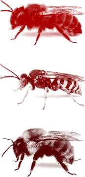 Lebah1 Stock Illustration