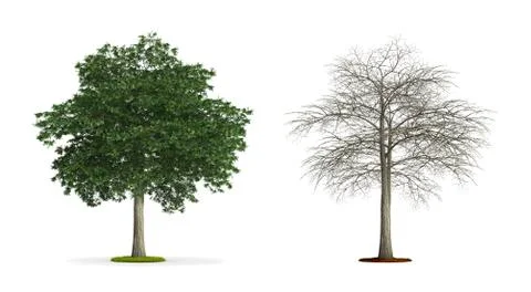 Lebanon cedar tree. Stock Illustration