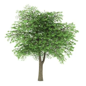 Lebanon cedar tree isolated on white background Illustrazione stock