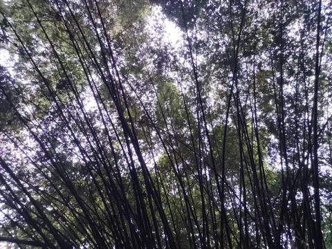 Lebatnya hutan bambu Stock Photos