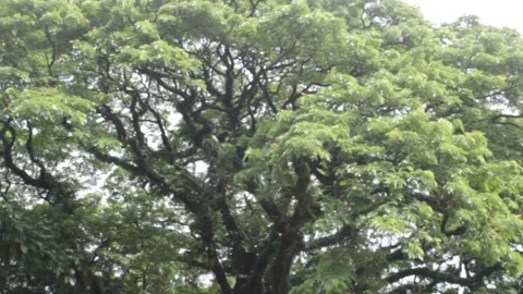 Lebbek tree view 스톡 동영상 140531431