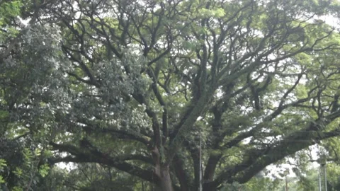 Lebbek tree view 스톡 동영상 140532356