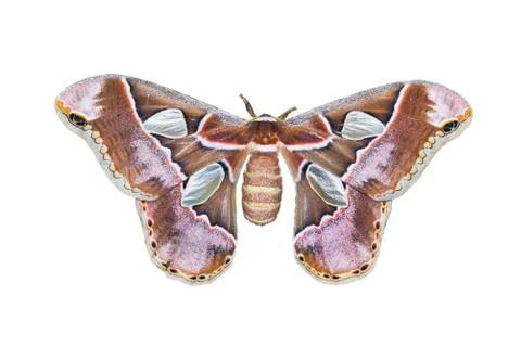 Lebeau's Silkmoth Stock Photos